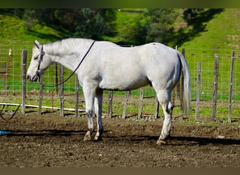 Appaloosa, Ruin, 10 Jaar, 150 cm, Schimmel