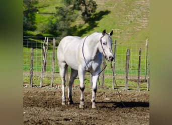Appaloosa, Ruin, 10 Jaar, 150 cm, Schimmel