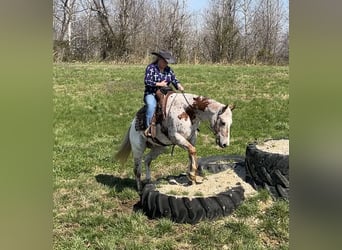 Appaloosa, Ruin, 10 Jaar, 152 cm, Donkere-vos