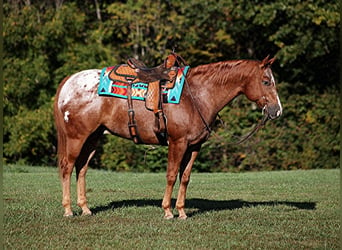 Appaloosa, Ruin, 10 Jaar, 152 cm, Donkere-vos