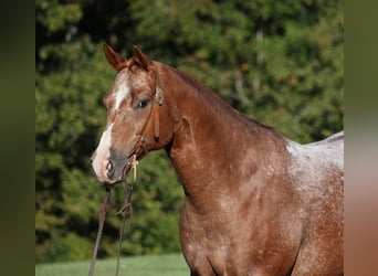 Appaloosa, Ruin, 10 Jaar, 152 cm, Donkere-vos