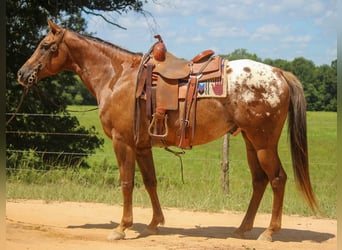 Appaloosa, Ruin, 10 Jaar, 152 cm, Donkere-vos