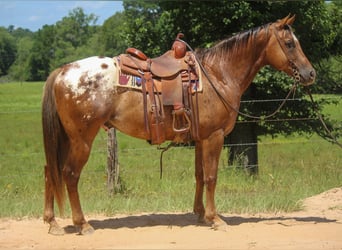 Appaloosa, Ruin, 10 Jaar, 152 cm, Donkere-vos