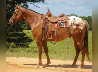 Appaloosa, Ruin, 10 Jaar, 152 cm, Donkere-vos