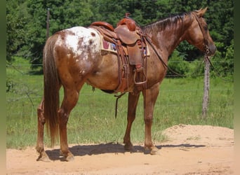 Appaloosa, Ruin, 10 Jaar, 152 cm, Donkere-vos