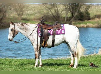 Appaloosa, Ruin, 10 Jaar, 152 cm, Roan-Red