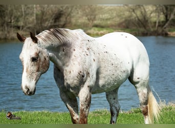 Appaloosa, Ruin, 10 Jaar, 152 cm, Roan-Red