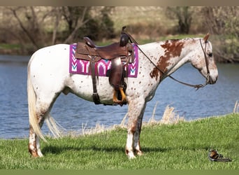 Appaloosa, Ruin, 10 Jaar, 152 cm, Roan-Red
