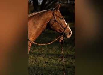 Appaloosa, Ruin, 10 Jaar, 155 cm