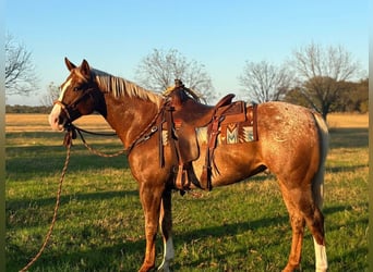 Appaloosa, Ruin, 10 Jaar, 155 cm
