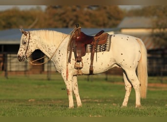 Appaloosa, Ruin, 10 Jaar, 155 cm, Roodvos