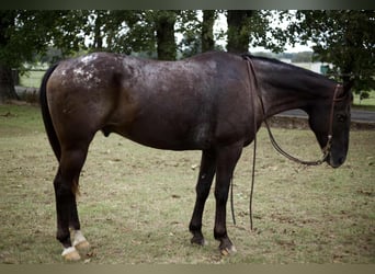 Appaloosa, Ruin, 10 Jaar, 155 cm, Zwart