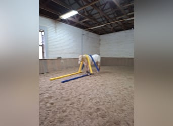 Appaloosa, Ruin, 10 Jaar, 158 cm, Cremello