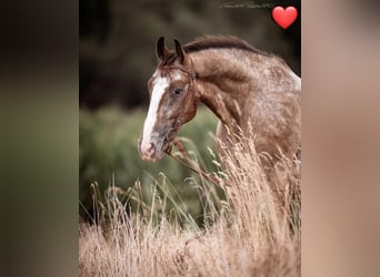 Appaloosa Mix, Ruin, 10 Jaar, 160 cm, Appaloosa