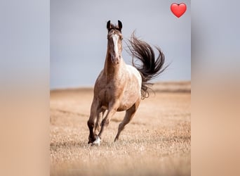 Appaloosa Mix, Ruin, 10 Jaar, 160 cm, Appaloosa
