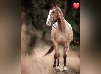 Appaloosa Mix, Ruin, 10 Jaar, 160 cm, Appaloosa