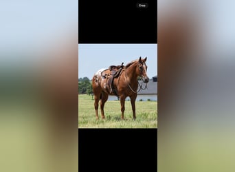 Appaloosa, Ruin, 10 Jaar, 160 cm