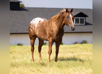 Appaloosa, Ruin, 10 Jaar, 160 cm