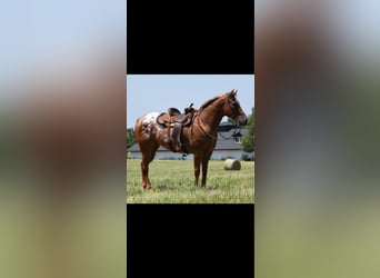 Appaloosa, Ruin, 10 Jaar, 160 cm