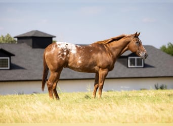 Appaloosa, Ruin, 10 Jaar, 160 cm