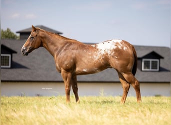 Appaloosa, Ruin, 10 Jaar, 160 cm
