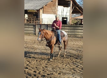 Appaloosa, Ruin, 10 Jaar, 160 cm, Vos