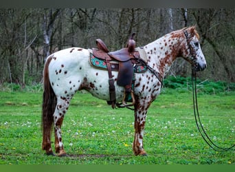 Appaloosa, Ruin, 11 Jaar, 142 cm, Donkere-vos