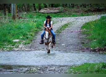 Appaloosa, Ruin, 11 Jaar, 142 cm, Donkere-vos