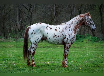 Appaloosa, Ruin, 11 Jaar, 142 cm, Donkere-vos