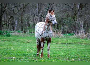 Appaloosa, Ruin, 11 Jaar, 142 cm, Donkere-vos