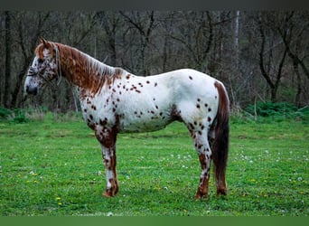 Appaloosa, Ruin, 11 Jaar, 142 cm, Donkere-vos