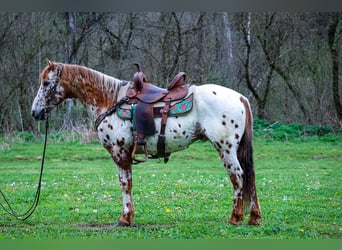 Appaloosa, Ruin, 11 Jaar, 142 cm, Donkere-vos