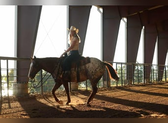 Appaloosa, Ruin, 11 Jaar, 147 cm, Donkere-vos