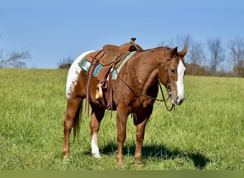 Appaloosa, Ruin, 11 Jaar, 150 cm, Roodvos