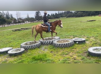 Appaloosa, Ruin, 11 Jaar, 152 cm, Donkere-vos