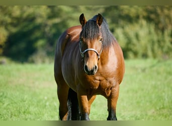 Appaloosa, Ruin, 11 Jaar, 155 cm, Bruin