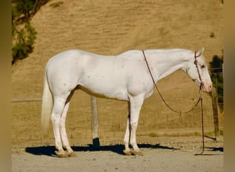 Appaloosa, Ruin, 11 Jaar, 155 cm, Wit