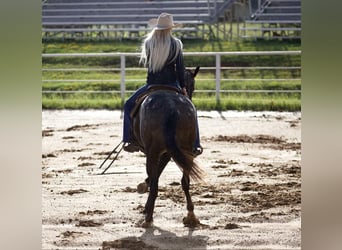 Appaloosa, Ruin, 11 Jaar, 155 cm, Zwart