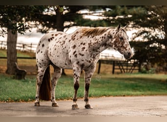 Appaloosa, Ruin, 11 Jaar, 160 cm, Donkere-vos