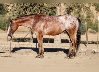 Appaloosa, Ruin, 11 Jaar, Roodbruin