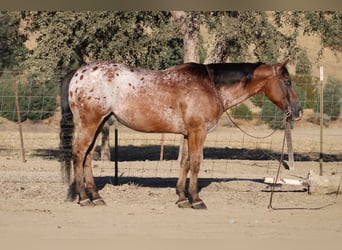 Appaloosa, Ruin, 11 Jaar, Roodbruin