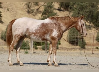 Appaloosa, Ruin, 12 Jaar, 142 cm, Donkere-vos