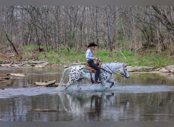 Appaloosa, Ruin, 12 Jaar, 145 cm, Wit