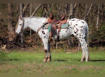 Appaloosa, Ruin, 12 Jaar, 145 cm, Wit