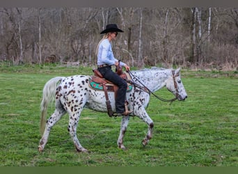 Appaloosa, Ruin, 12 Jaar, 145 cm, Wit