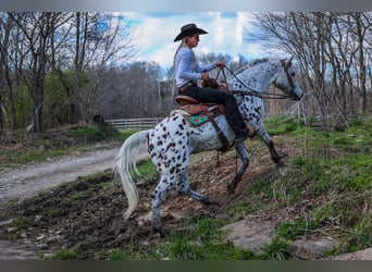 Appaloosa, Ruin, 12 Jaar, 145 cm, Wit