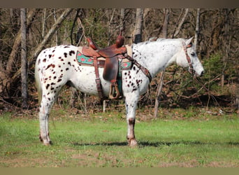 Appaloosa, Ruin, 12 Jaar, 145 cm, Wit