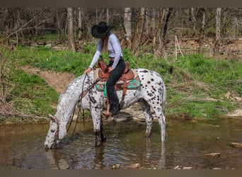 Appaloosa, Ruin, 12 Jaar, 145 cm, Wit