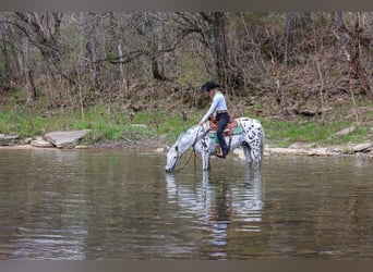 Appaloosa, Ruin, 12 Jaar, 145 cm, Wit