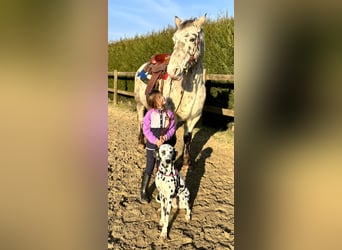 Appaloosa, Ruin, 12 Jaar, 150 cm, Appaloosa